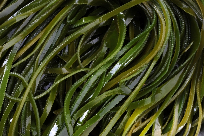 Ламинария - она же морская капуста 