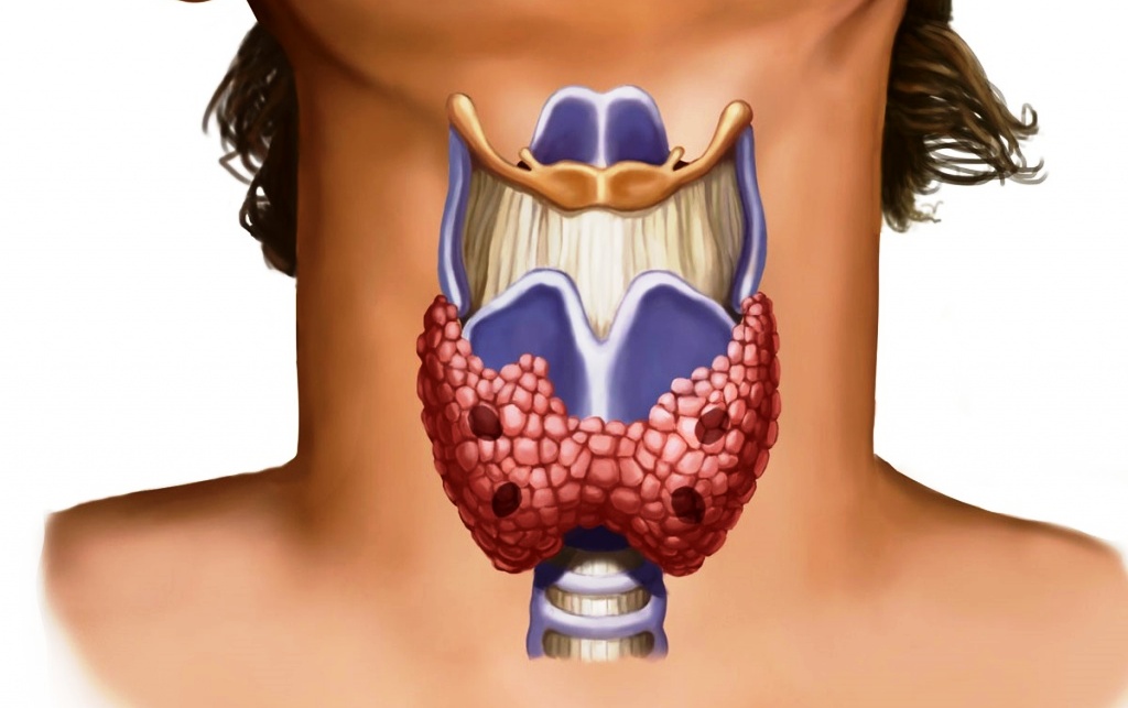 Щитовидная железа